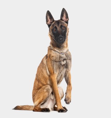 Belçikalı çoban Malinois tasma takıyor, kameraya bakıyor ve pençelerini griye geçiriyor.