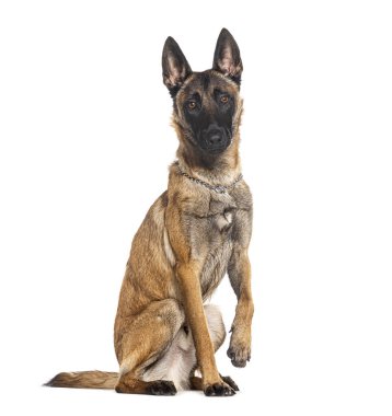 Belçikalı çoban Malinois tasma takıyor, kameraya bakıyor ve pençe atıyor.