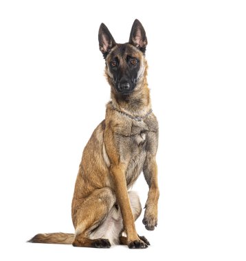 Belçikalı çoban Malinois tasma takıyor, kameraya bakıyor ve pençe atıyor.