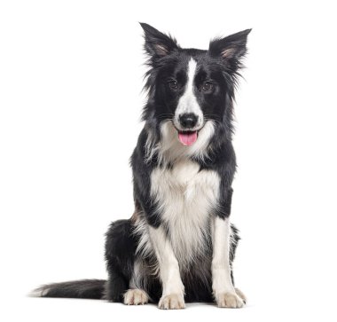 Genç, siyah beyaz, soluk soluğa, kenarda oturan ve kameraya bakan çoban köpeği, bir yaşında, beyaz tenli.