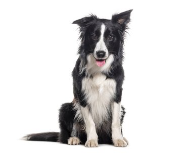 Genç, siyah beyaz, soluk soluğa, kenarda oturan ve kameraya bakan çoban köpeği, bir yaşında, beyaz tenli.