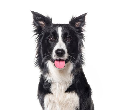 Genç siyah beyaz bir çoban köpeğinin kameraya bakarken çekilen fotoğrafı, bir yaşında, beyaz tenli.