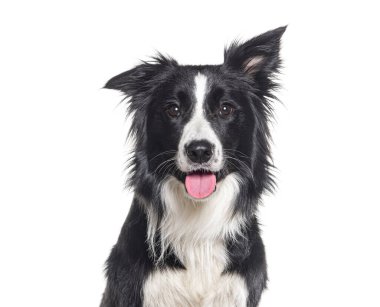 Genç siyah beyaz bir çoban köpeğinin kameraya bakarken çekilen fotoğrafı, bir yaşında, beyaz tenli.