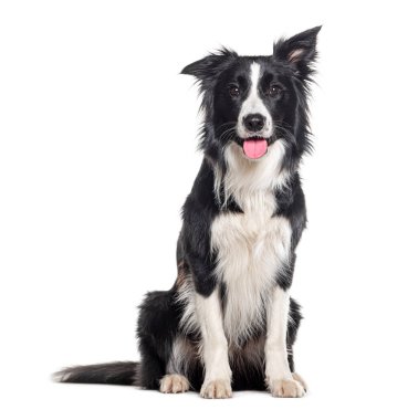 Genç, siyah beyaz, soluk soluğa, kenarda oturan ve kameraya bakan çoban köpeği, bir yaşında, beyaz tenli.