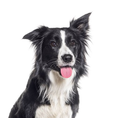 Genç, siyah beyaz bir çoban köpeğinin kafasından vurulmuş, bir yaşında, beyaz tenli, soluk soluğa.