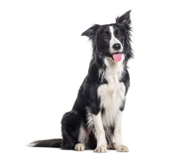 Soluk soluğa, siyah-beyaz Border Collie oturuyor ve bakıyor, bir yaşında, beyaz tenli.