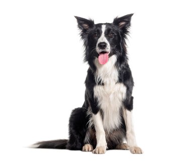 Genç, siyah beyaz, soluk soluğa, kenarda oturan ve kameraya bakan çoban köpeği, bir yaşında, beyaz tenli.