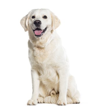 Oturan Gloden Retriever, soluk soluğa, beyaz tenli
