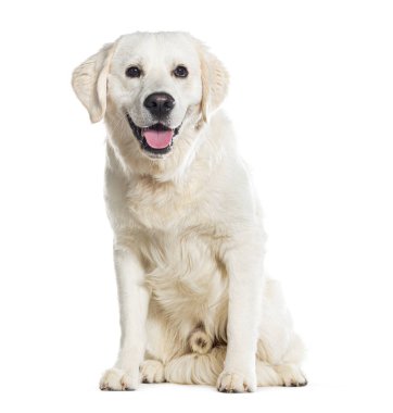 Oturan Gloden Retriever, soluk soluğa, beyaz tenli