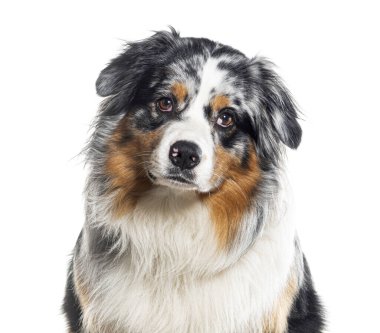 Mavi merle Avusturalya çobanı, beyaz üzerinde izole edilmiş.