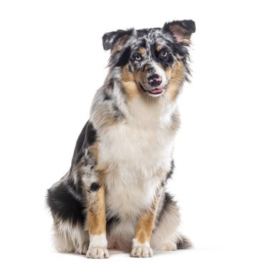 Oturan mavi merle Australian Shepherd soluk soluğa, beyaz arka planda