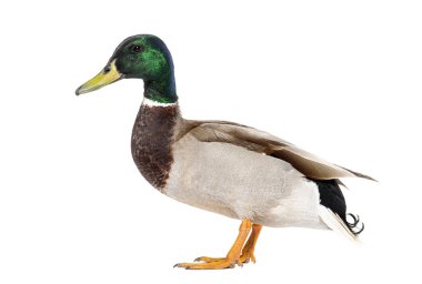 Side view of a Mallard Duck standing, Anas platyrhynchos, isolated on white clipart