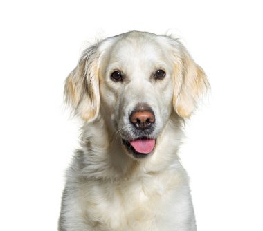 Soluk soluğa bir Golden Retriever 'ın kafasından, beyaz üzerine izole edilmiş.