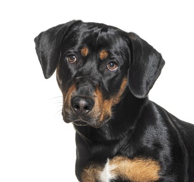 Bir melez köpeğin kafasından vurulan Rotweiler, Dachshund ile karşılaştı.
