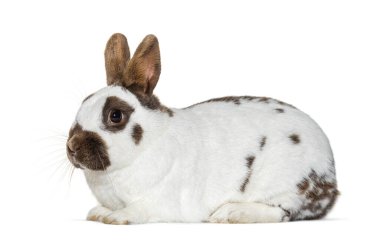 Beyaz ve kahverengi benekli tavşan beyaz üzerinde izole edilmiş.