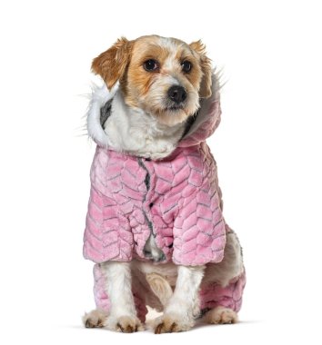 Melez köpek pembe bir ceket giyiyor, beyaz üzerine izole edilmiş.