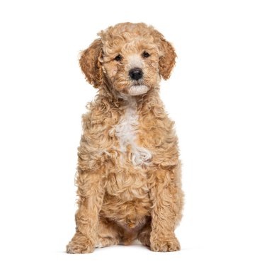 Labradoodle köpeği, labrador ile melez kaniş, kameraya bakıyor, beyaz üzerinde izole.