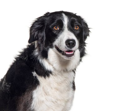 Bir Border collie 'nin nefes nefese, yukarı bakarak, beyaz üzerinde izole edilmiş