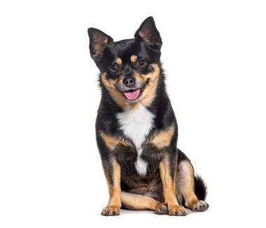 Küçük Melez köpek oturuyor ve soluk soluğa, beyaz üzerine izole.