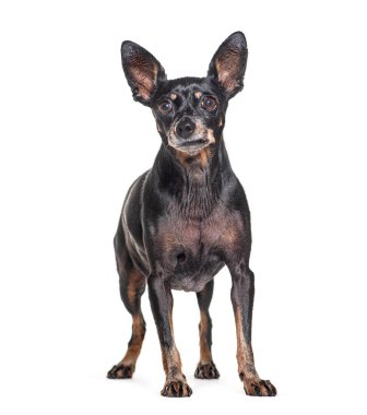 Pinscher köpeği, beyaz üzerine izole edilmiş.