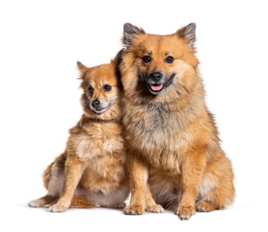 Melez köpekler oturuyor, beyazların üzerinde.