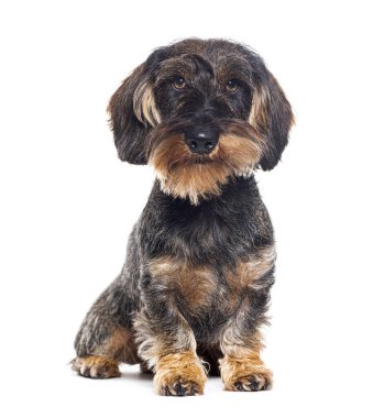 Uzun saçlı Dachshund köpeği kameraya bakıyor, beyaz tenli.