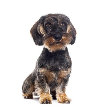 Uzun saçlı Dachshund köpeği yukarı bakıyor, beyaz tenli.