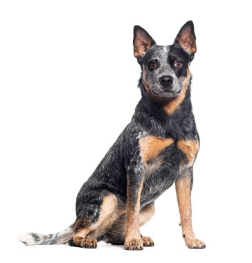 Avustralya Sığır Köpeği kameraya bakıyor, beyaz tenli.