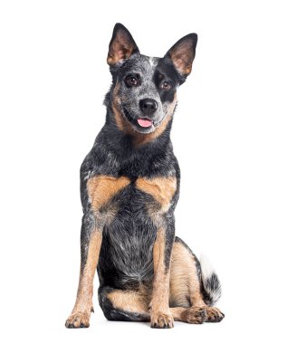 Soluk soluğa Avustralya Sığır Köpeği oturuyor, beyaz tenli