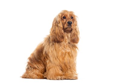 Oturan Red Cocker spanyel beyaz üzerine izole bir şekilde oturuyor.