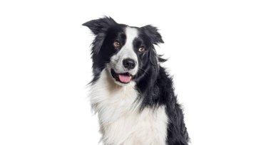 Soluk soluğa kalan bir Border Collie 'nin resmi. Bir fotokopicinin arkasına saklanıyor, beyaz üzerine izole edilmiş.
