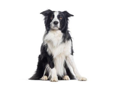 Oturan Border Collie kameraya bakıyor.