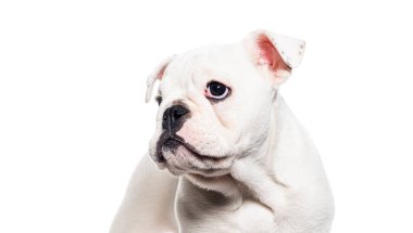 Beyaz bir İngiliz bulldog köpeğinin kafasının fotoğrafı. 10 haftalık, beyaz bir köpek.