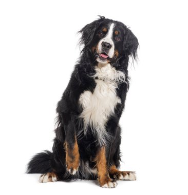 Bernese dağ köpeğini mıncıklayarak kameraya bakarak soluk soluğa kalıyordu.