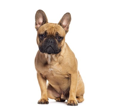 Fransız bulldog 'u beyazlar içinde kameraya bakıyor.