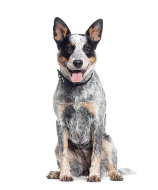 Oturup nefes nefese Avustralya Sığır Köpeği kameraya bakıyor, beyazlar içinde.