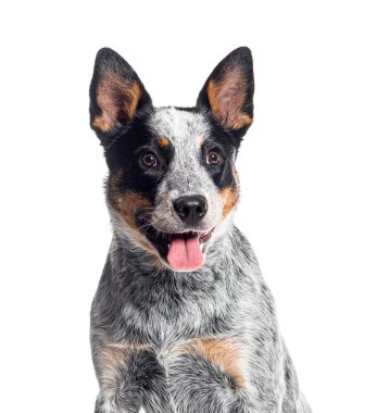 Soluk soluğa Avustralya Sığır Köpeği 'nin kafası.
