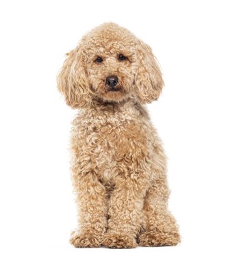 Oturan Kaniş kameraya bakıyor, beyazlar içinde.