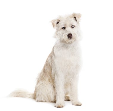 Mavi gözlü melez, Husky, Pyrenean çoban köpeğiyle karşılaştı. Oturdu ve beyaza izole edilmiş kameraya baktı.