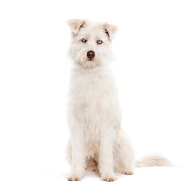 Mavi gözlü melez, Husky, Pyrenean çoban köpeğiyle karşılaştı. Oturdu ve beyaza izole edilmiş kameraya baktı.