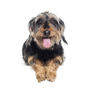 Dachshund boş bir yerde soluk soluğa, beyaz üzerine izole edilmiş.
