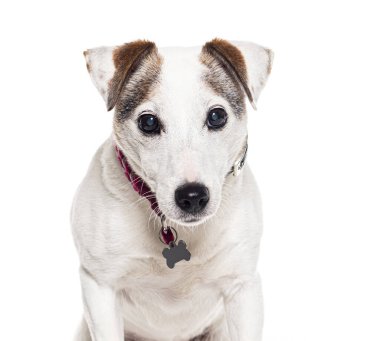 Yaşlı bir melez köpeğin kafasından vurularak, beyaz üzerine izole edilmiş
