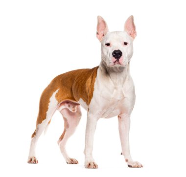 Melez köpek, Amerikan personeliyle karşılaştı, beyazlar içinde soyutlandı.