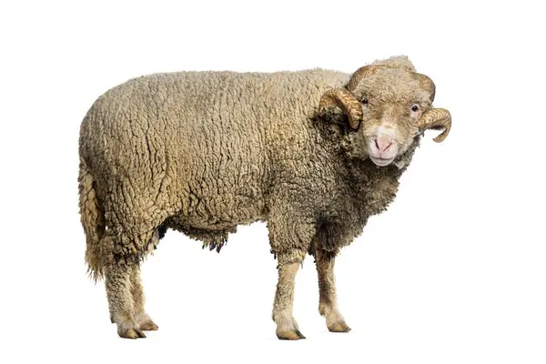 Ram Sopravissana Sheep Big Horns Isolated White — Stock Photo, Image