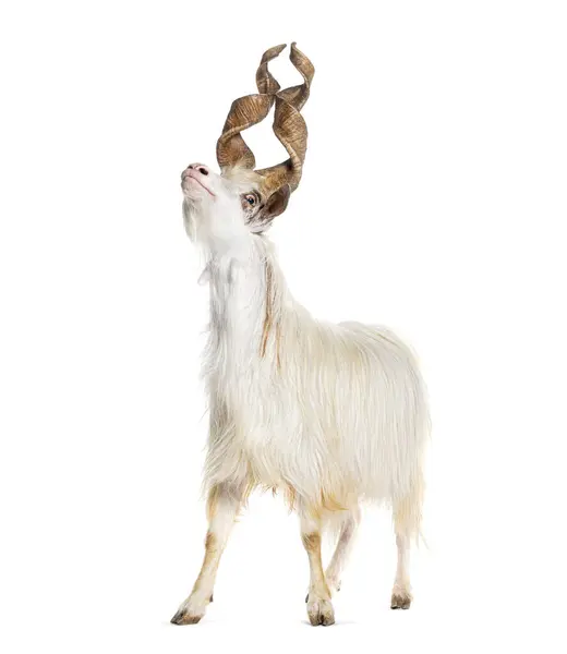 Male Girgentana Goat Sicilian Breed Isolated White — Stock Photo, Image