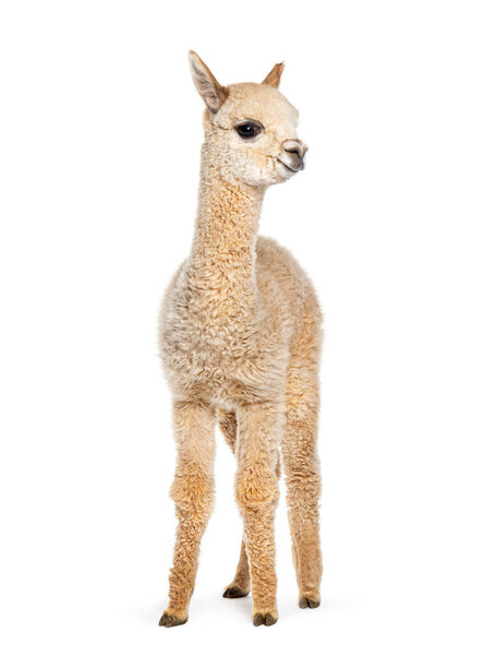 Light fawn young alpaca, eight months old - Lama pacos, isolated on white