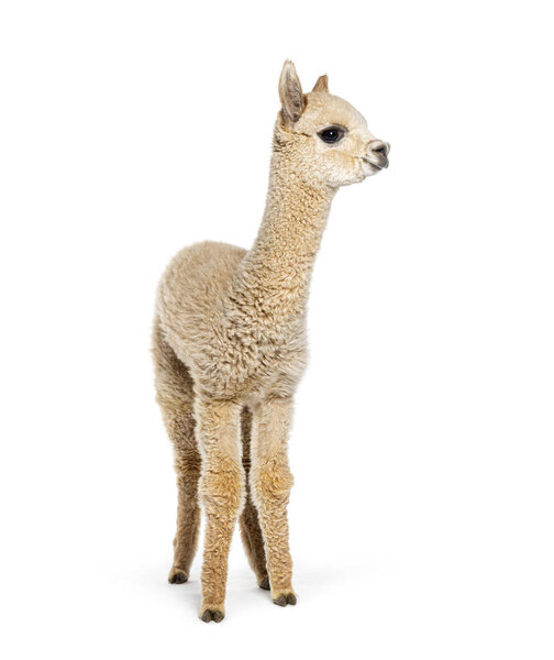 Light fawn young alpaca, eight months old - Lama pacos, isolated on white