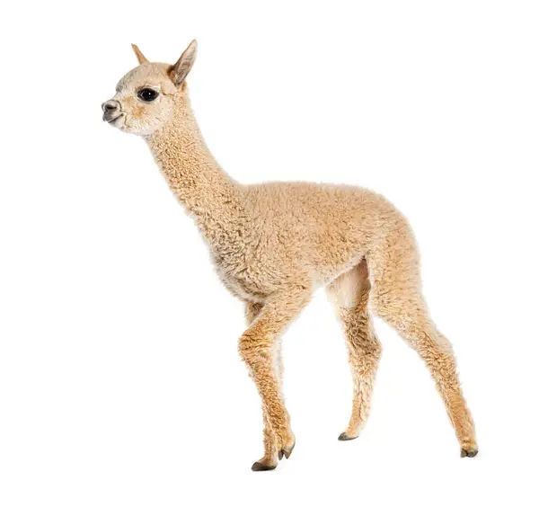 Light Fawn Young Alpaca Eight Months Old Lama Pacos Isolated — Stock Photo, Image