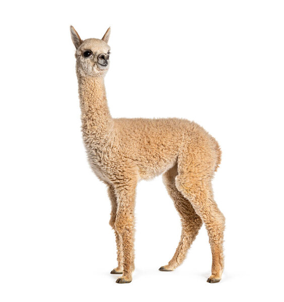 Light fawn young alpaca, eight months old - Lama pacos, isolated on white