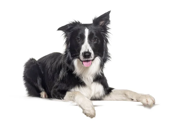 Young Black White Border Collie Lying Paws Empty Place Text — Stock Photo, Image